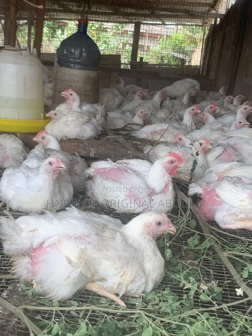 Broilers For Sala