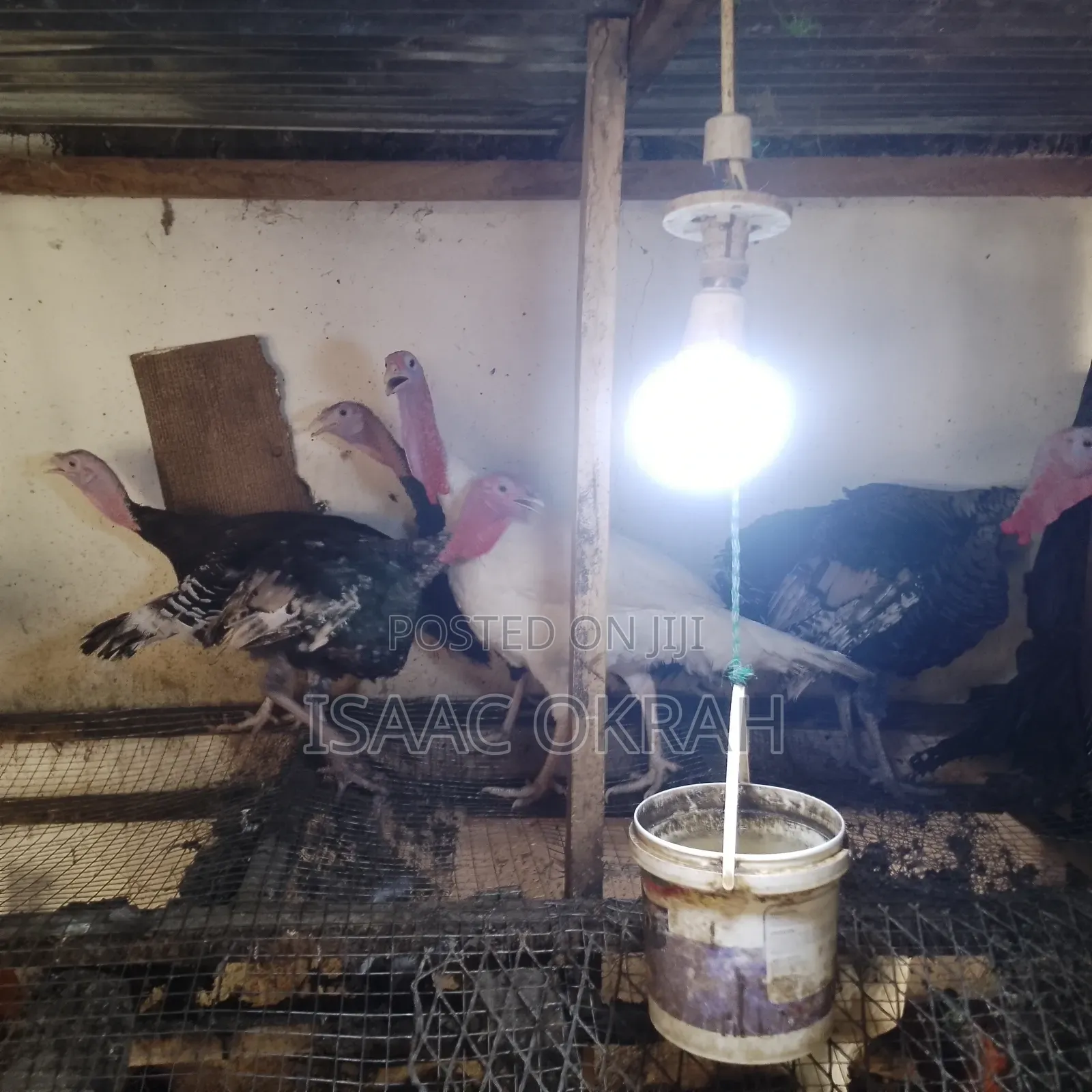 Adult Turkey