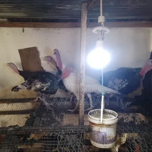 Adult Turkey