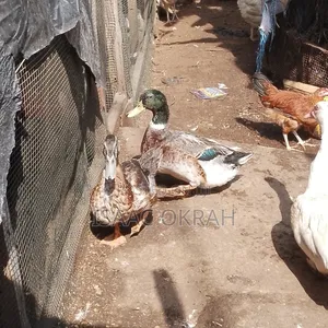 Adult Pekin Ducks
