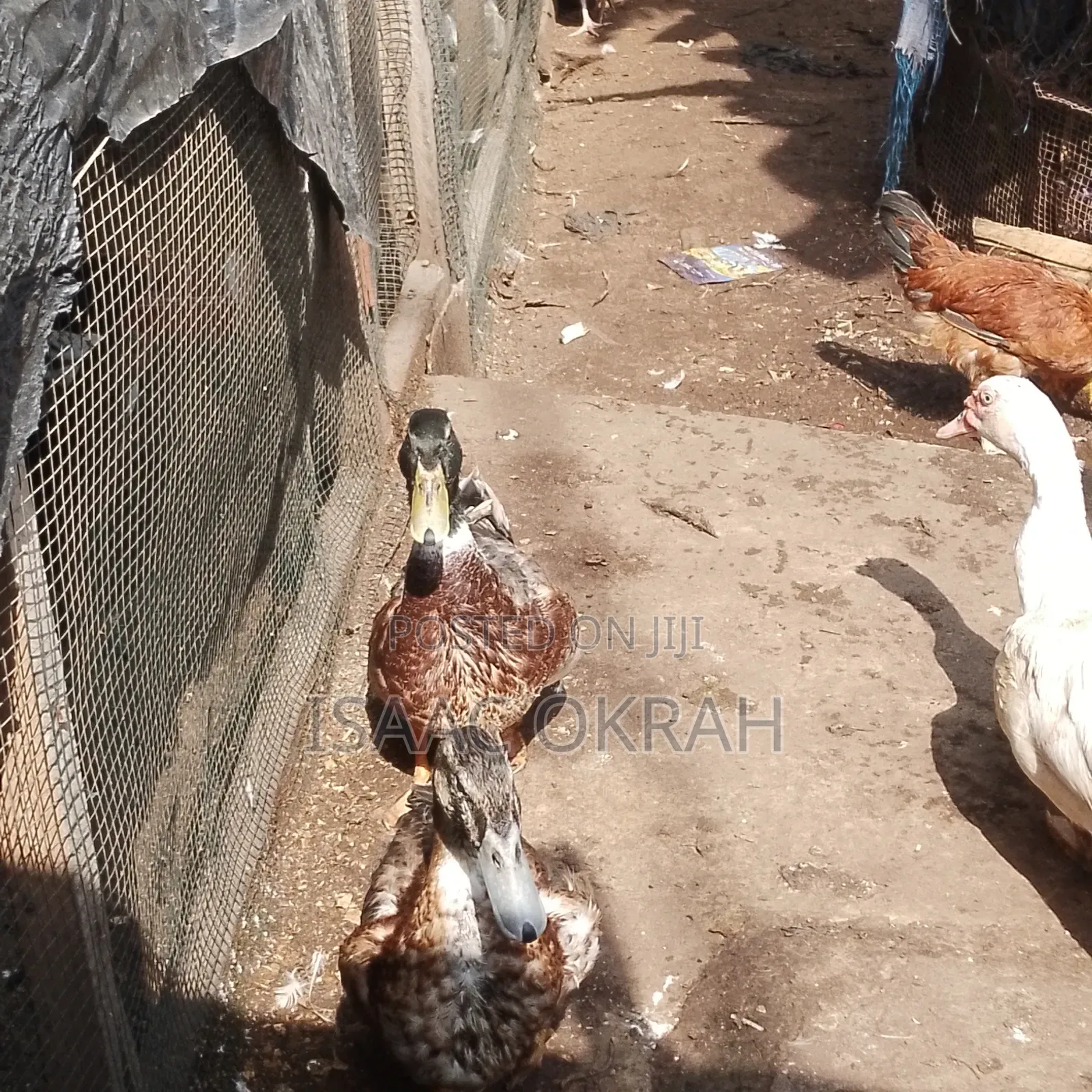 Adult Pekin Ducks