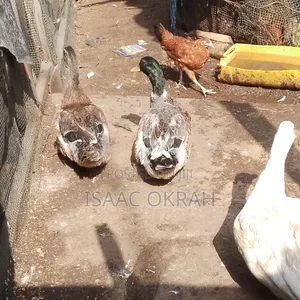 Adult Pekin Ducks