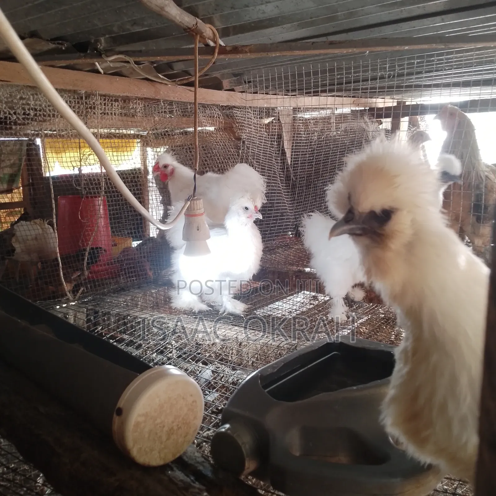 Silky Chicken