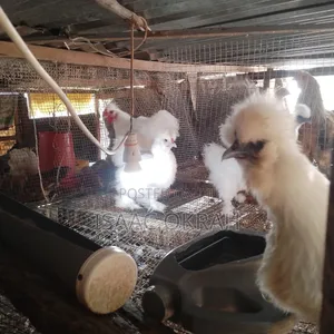 Silky Chicken