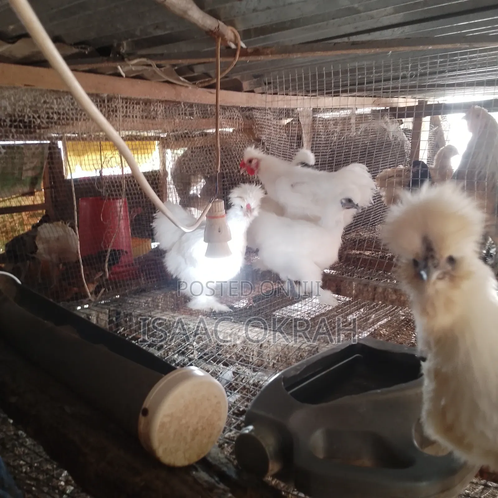 Silky Chicken