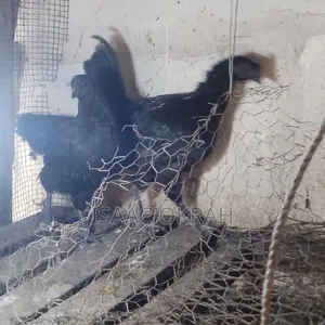 Ayarm Chicken