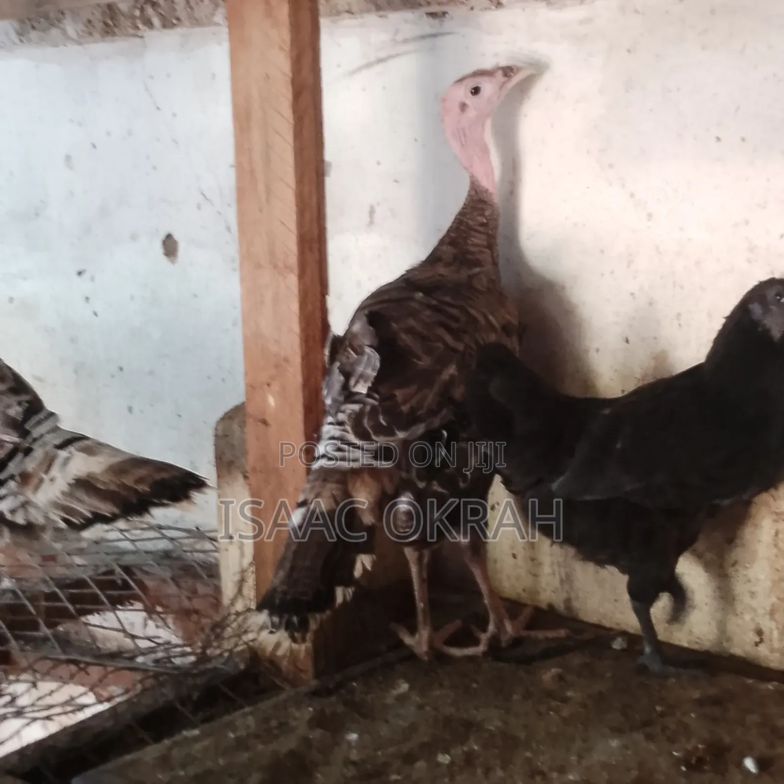Ayarm Chicken