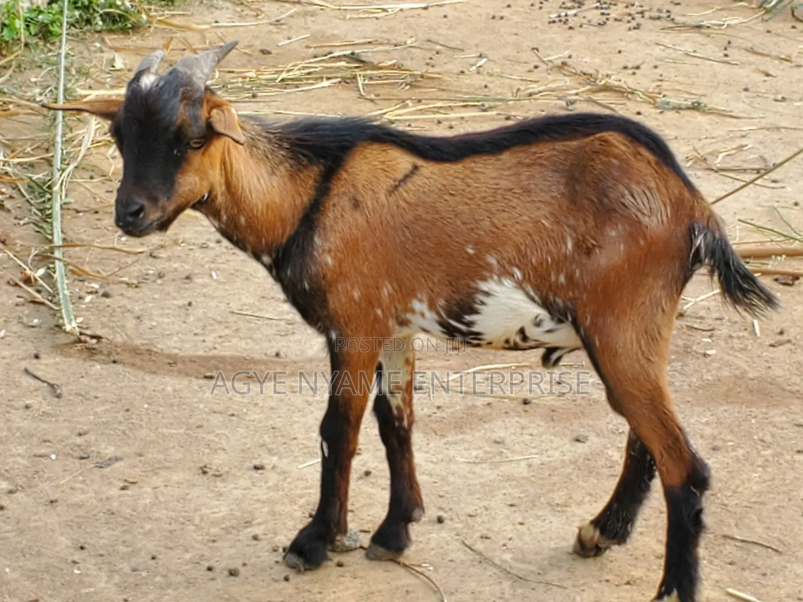 Cool Goat for Meat