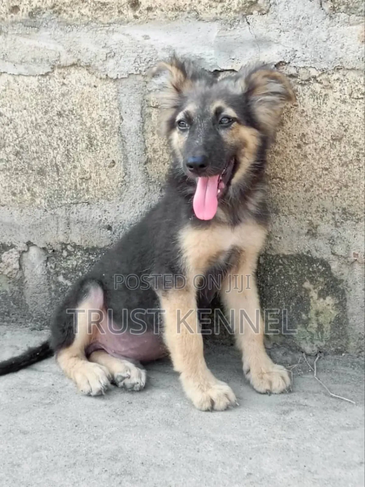 3-6 months Male Purebred German Shepherd