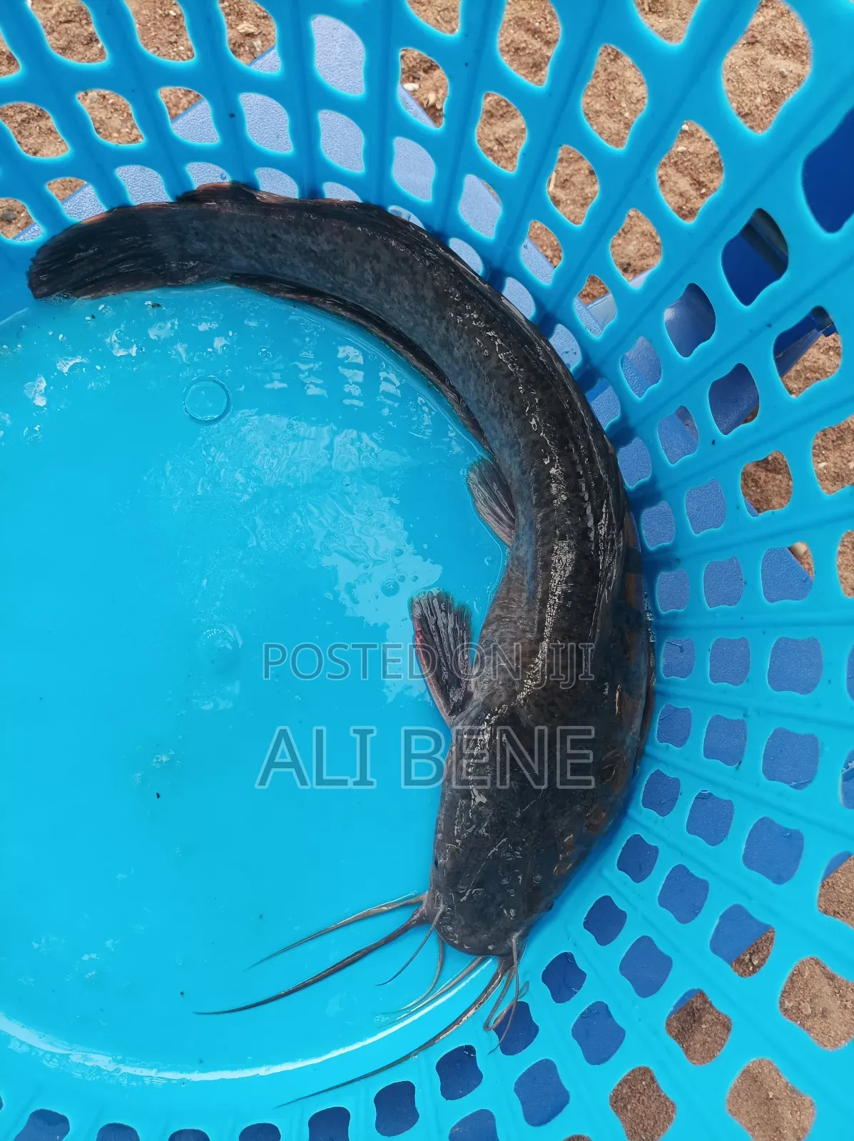Catfish 1kilo