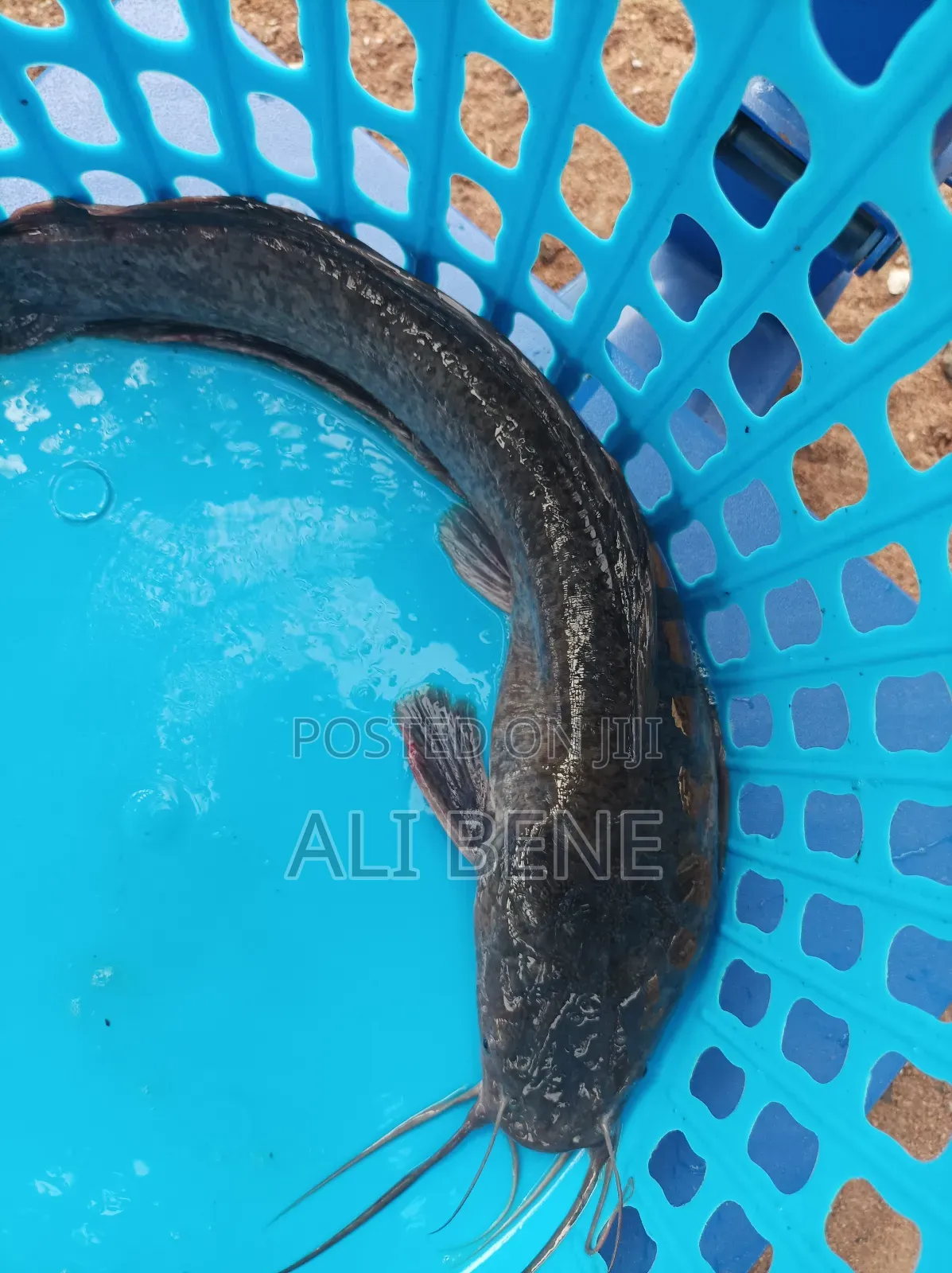 Catfish 1kilo