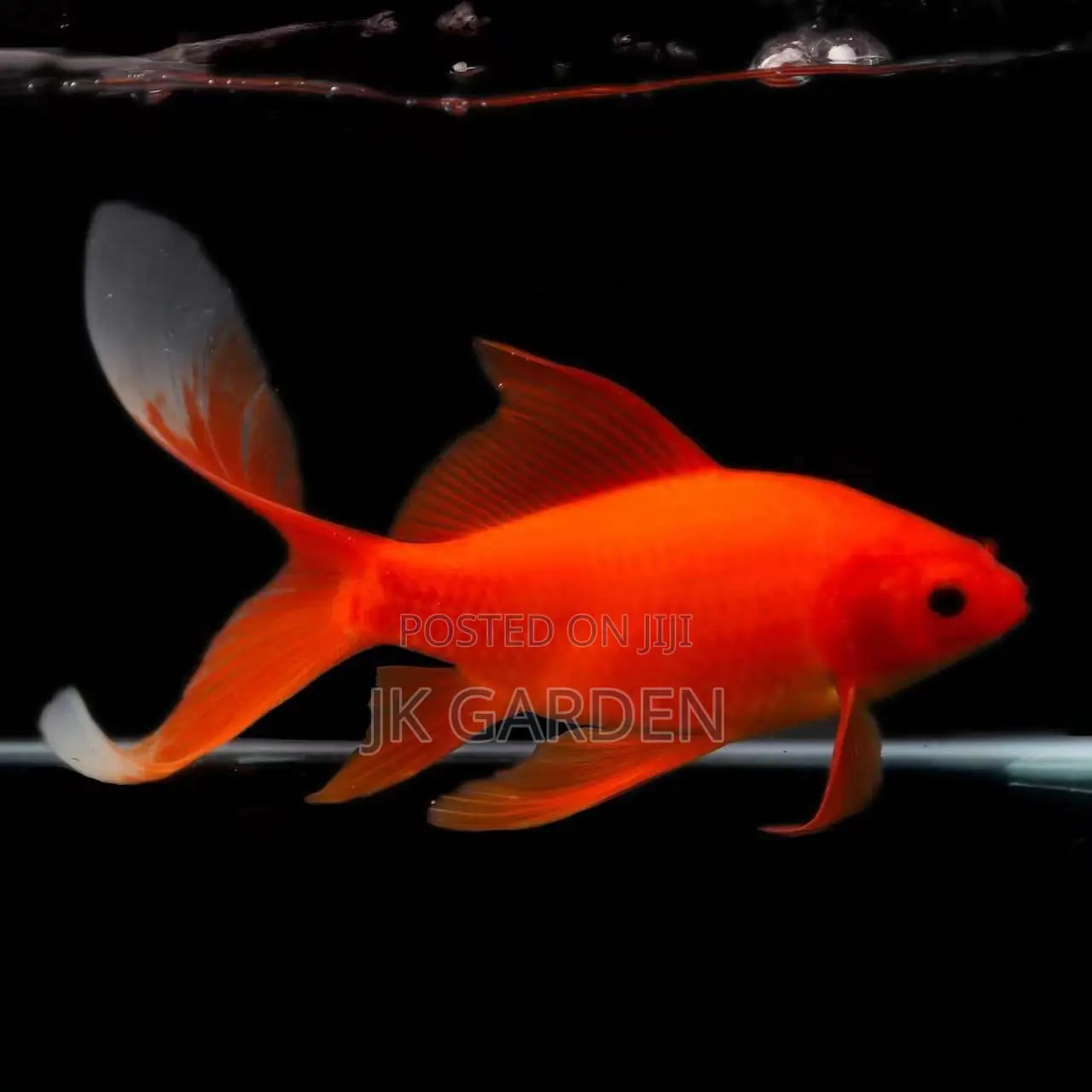 Red Polly Fish