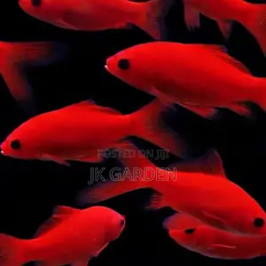 Red Polly Fish