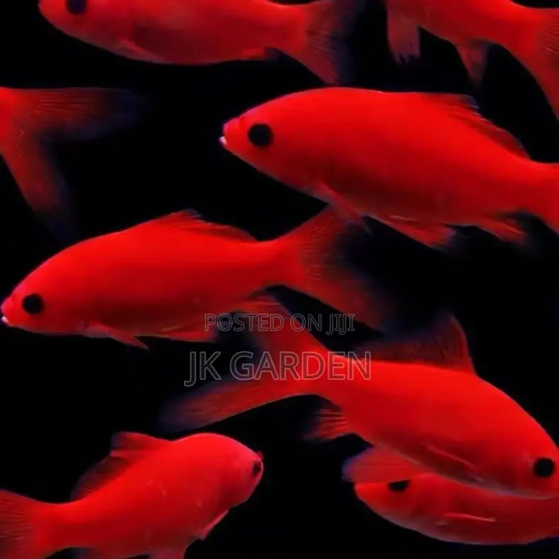 Red Polly Fish