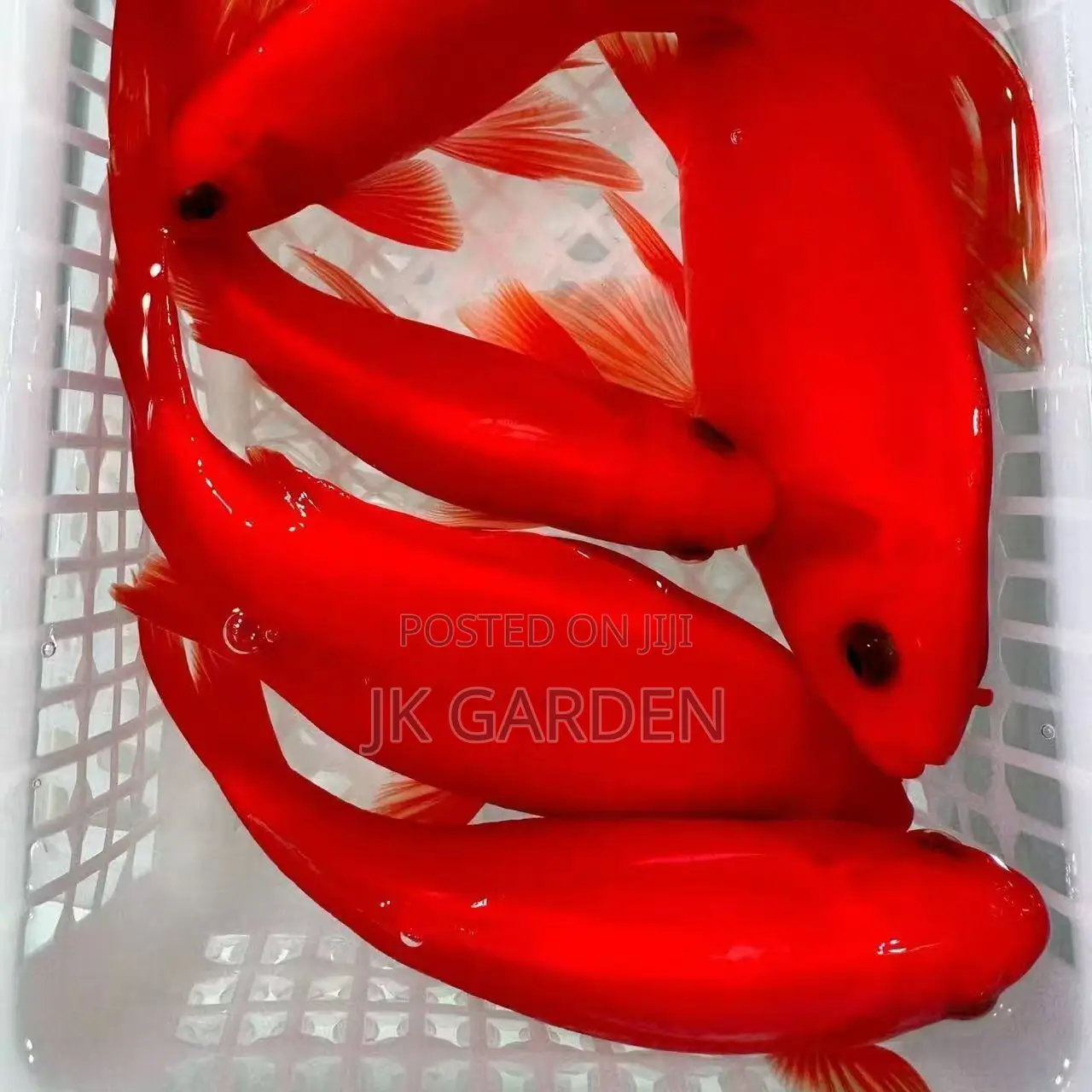 Red Polly Fish