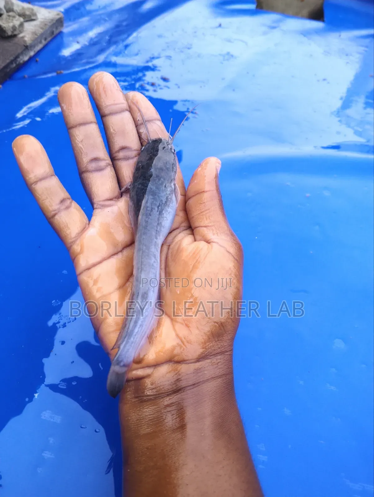 Catfish Jumbo