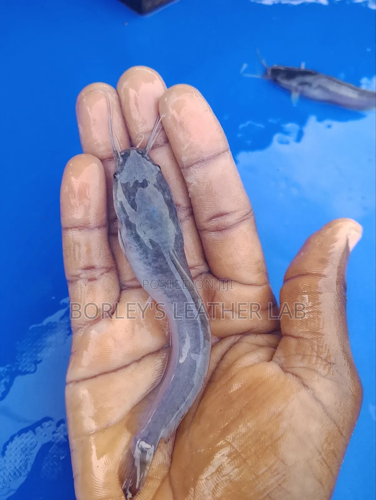 Catfish Jumbo