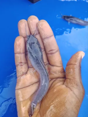 Catfish Jumbo