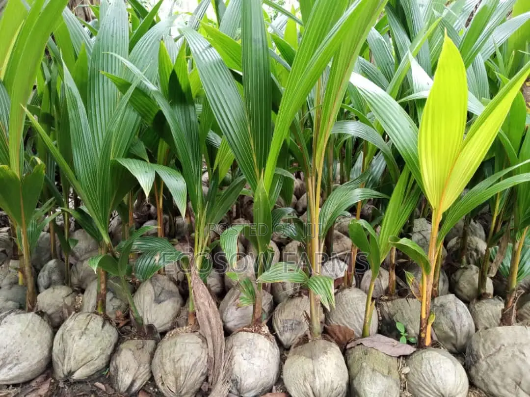 Hybrid Coconut Seedlings