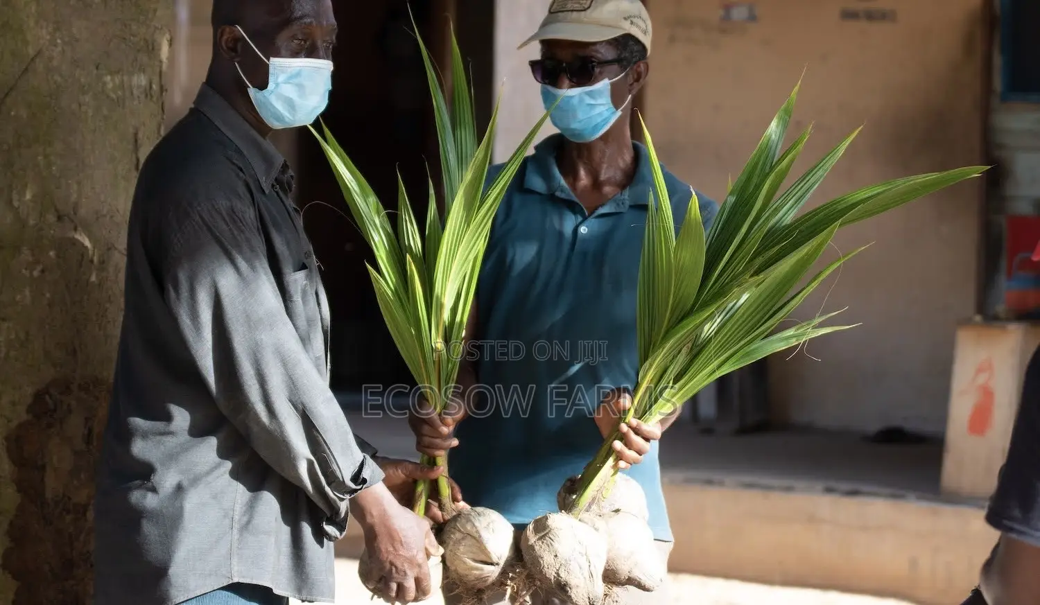 Hybrid Coconut Seedlings