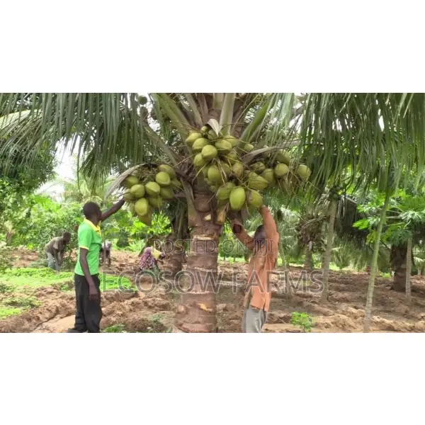 Hybrid Coconut Seedlings