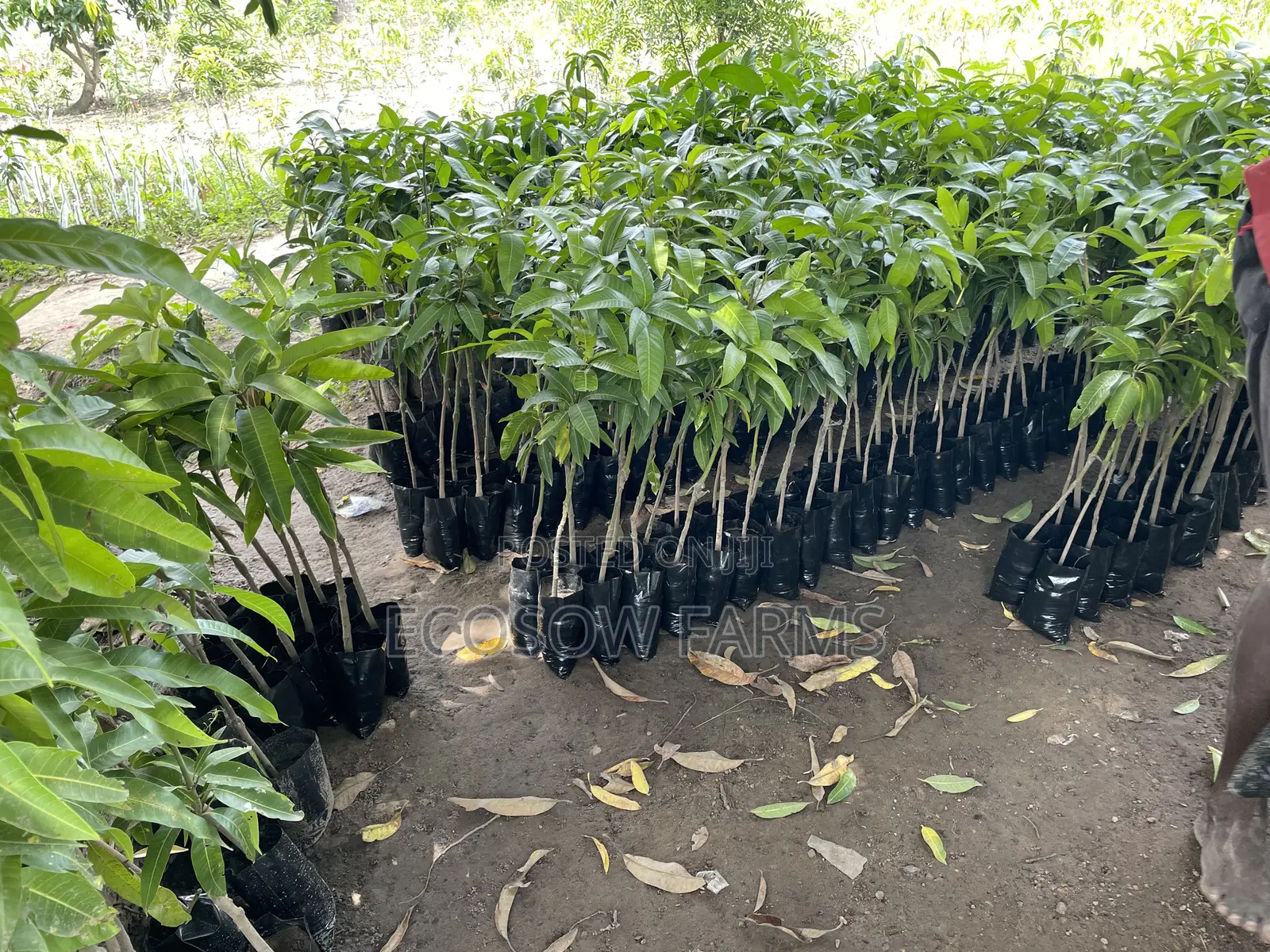 Grafted Mango Seedlings