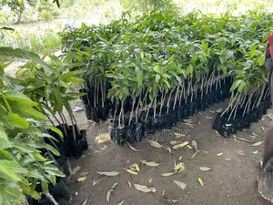 Grafted Mango Seedlings