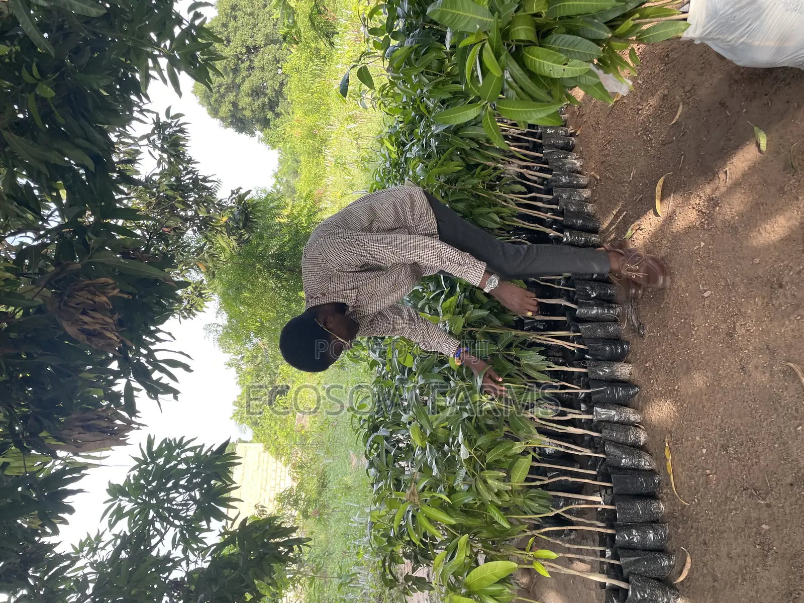 Grafted Mango Seedlings