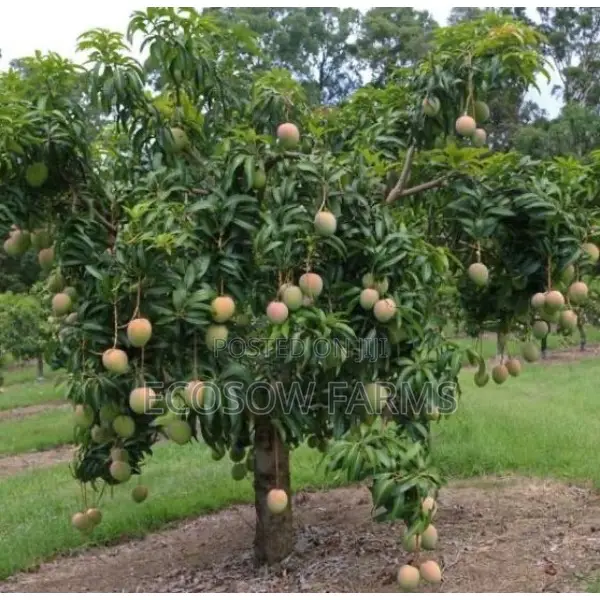 Grafted Mango Seedlings