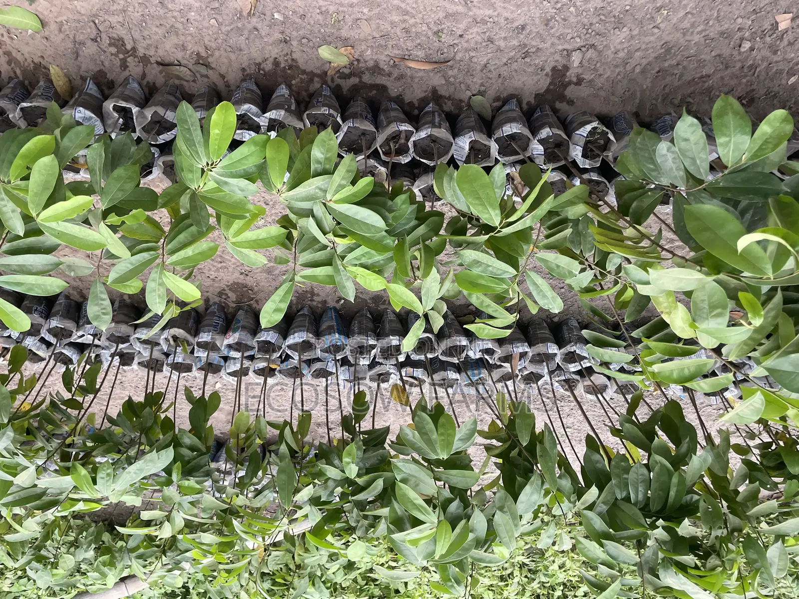 Soursop Seedlings