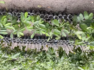 Soursop Seedlings