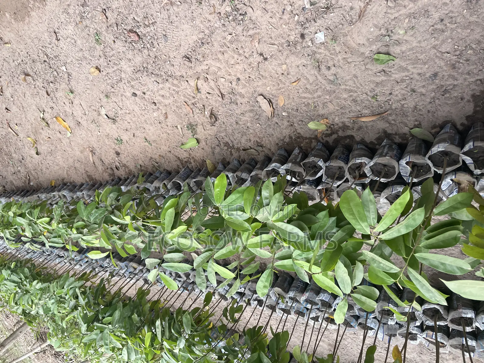 Soursop Seedlings