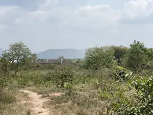 40 Acres of Land With Crops