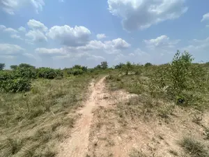 40 Acres of Land With Crops