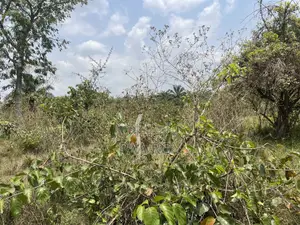 40 Arches of Land With Crops