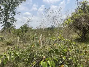 40 Acres of Land With Crops