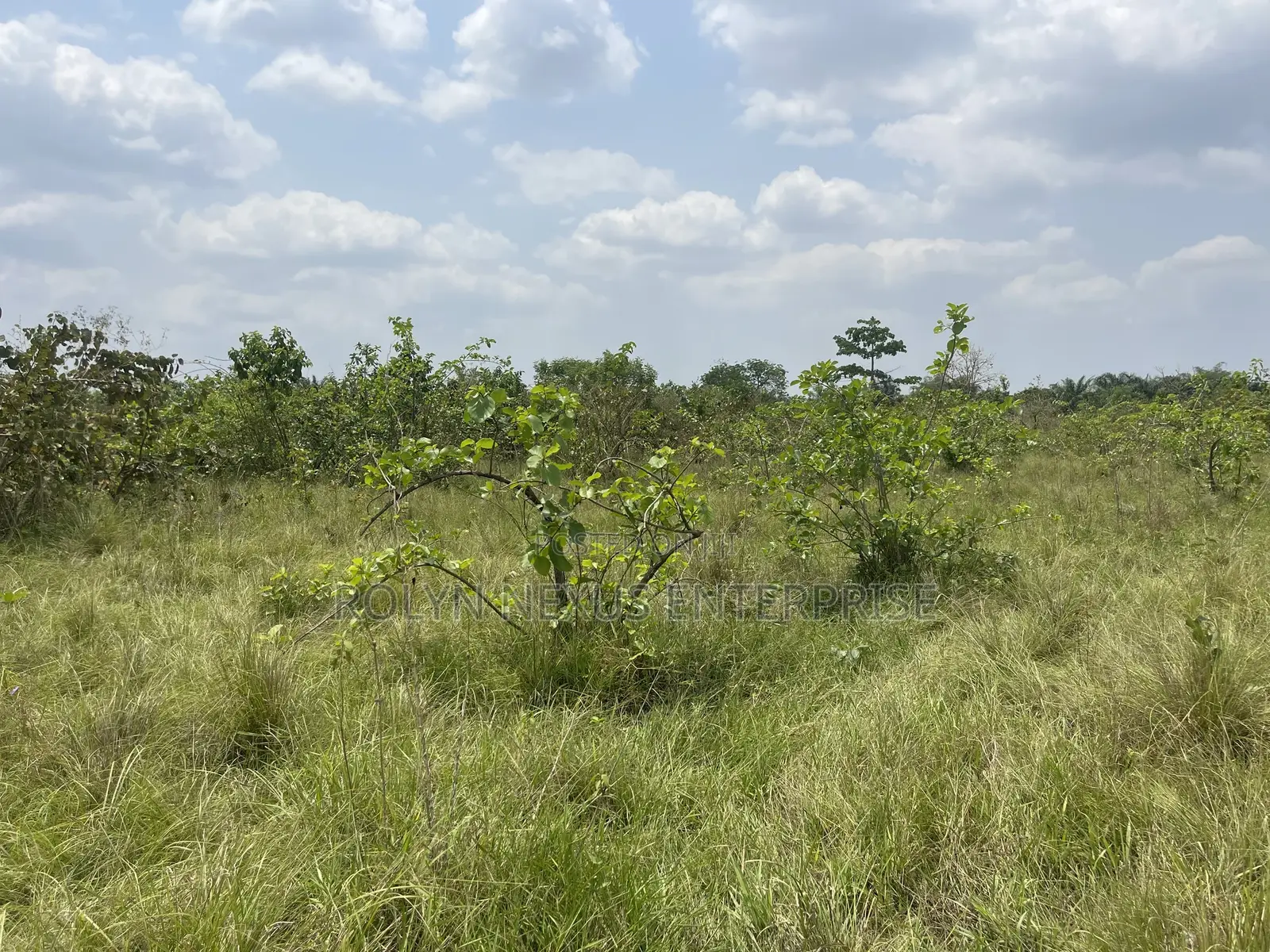 40 Acres of Land With Crops