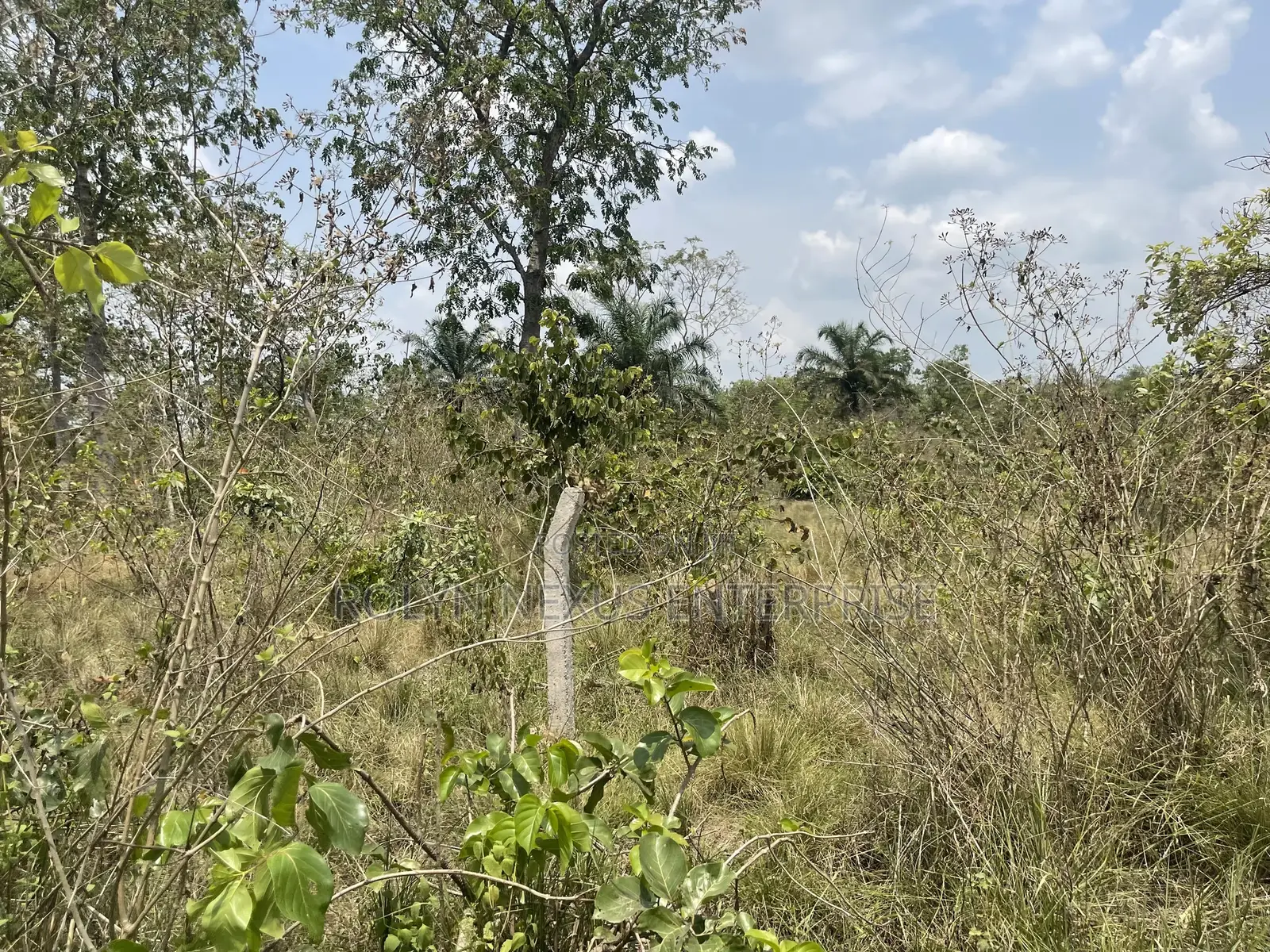 40 Acres of Land With Crops