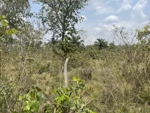 40 Acres of Land With Crops