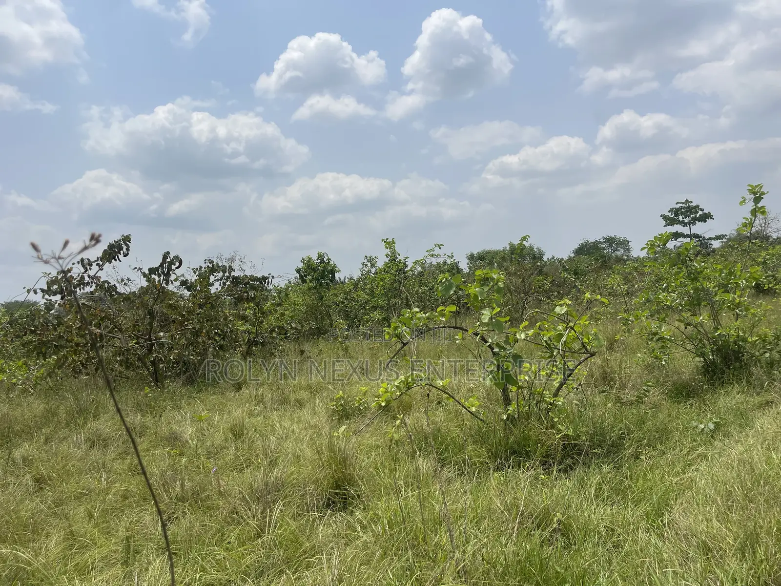 40 Acres of Land With Crops