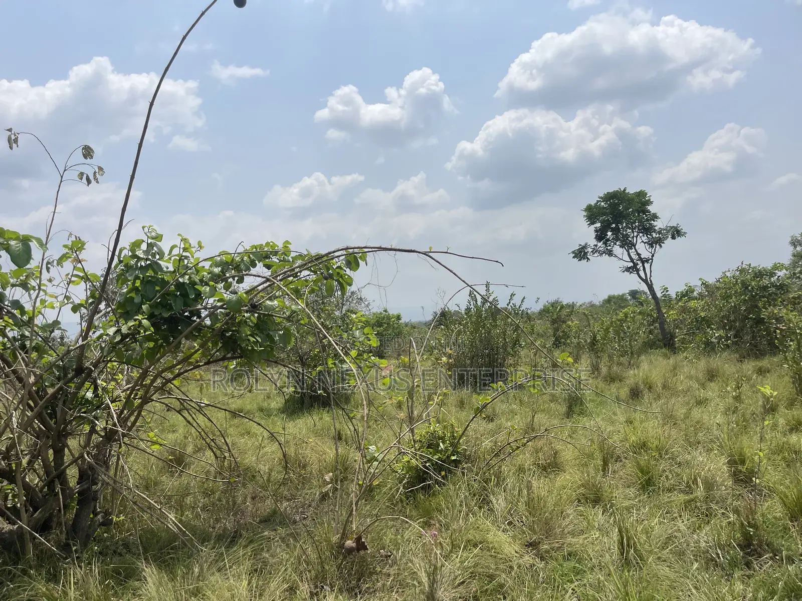 40 Acres of Land With Crops