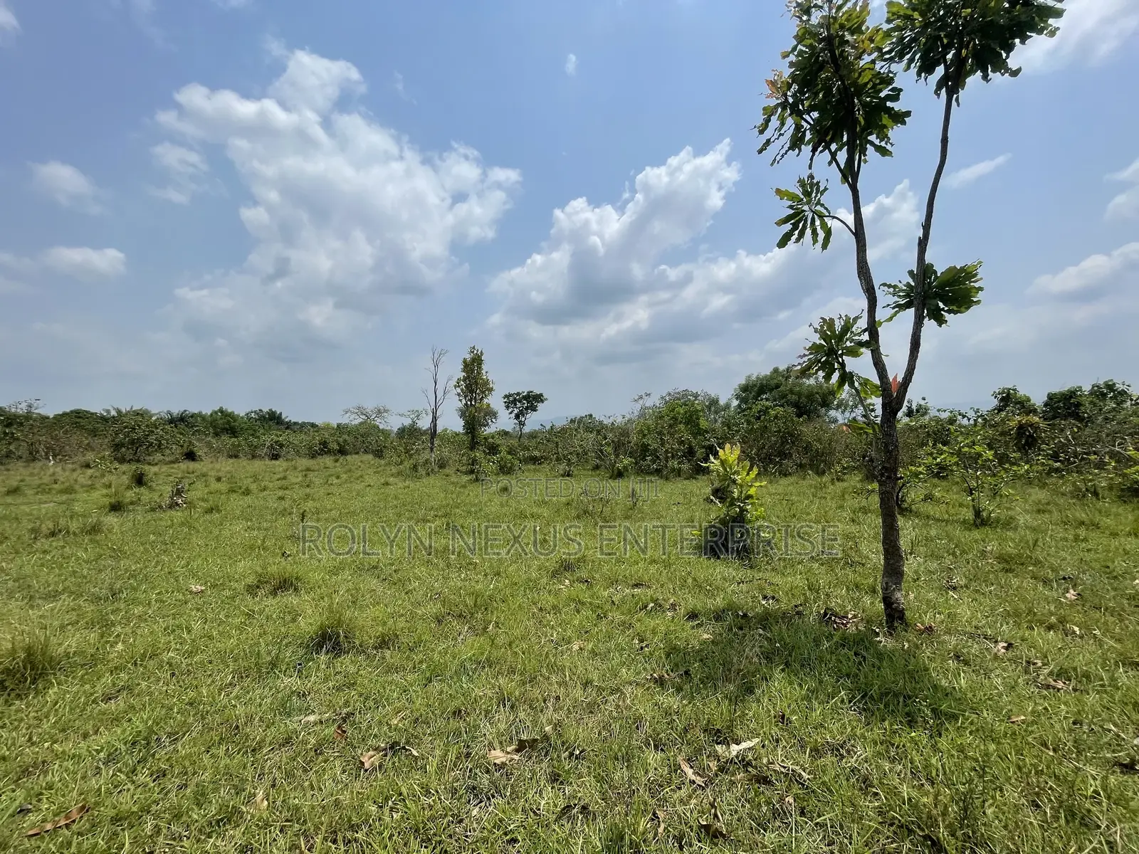 40 Acres of Land With Crops