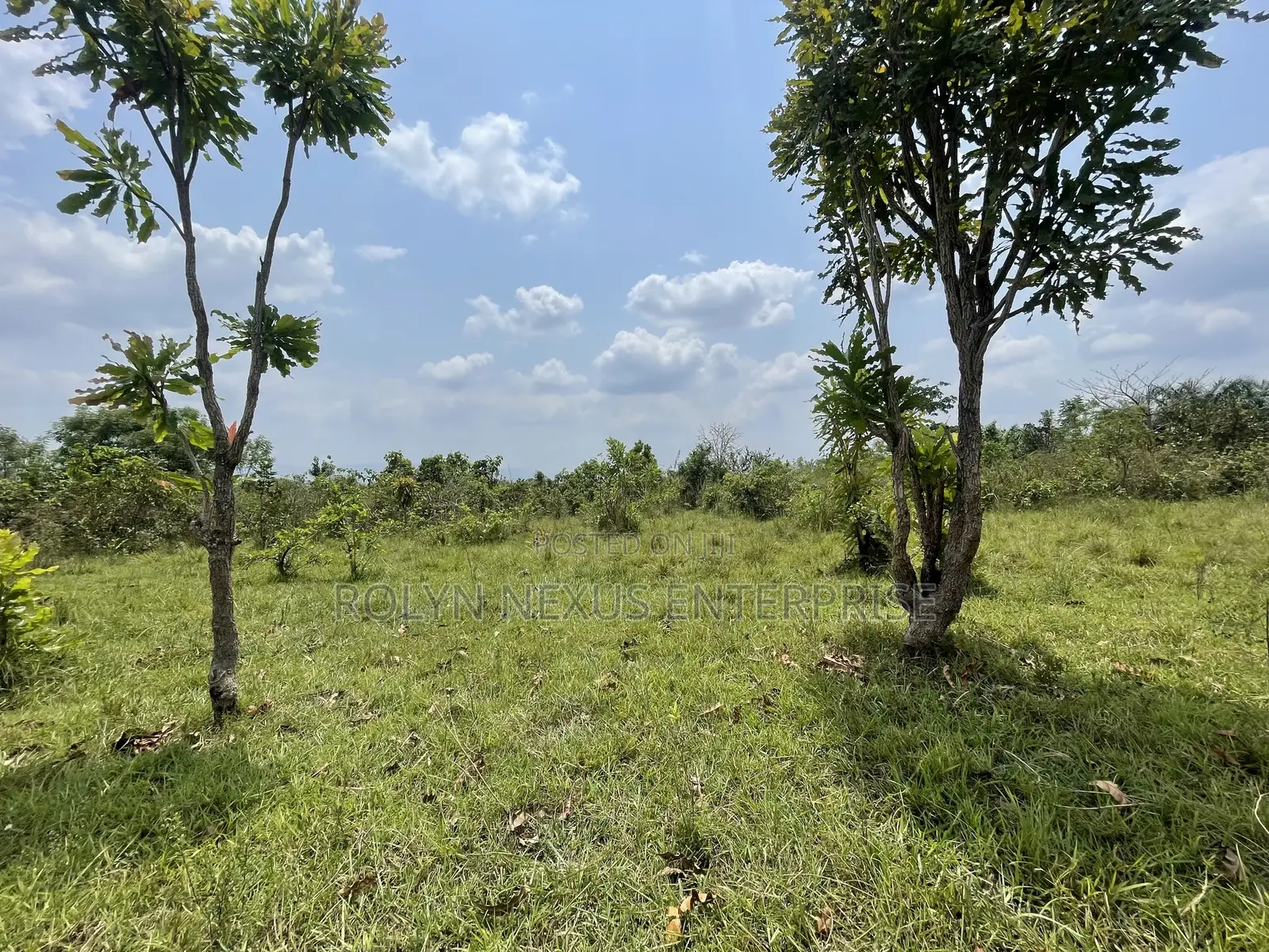 40 Acres of Land With Crops