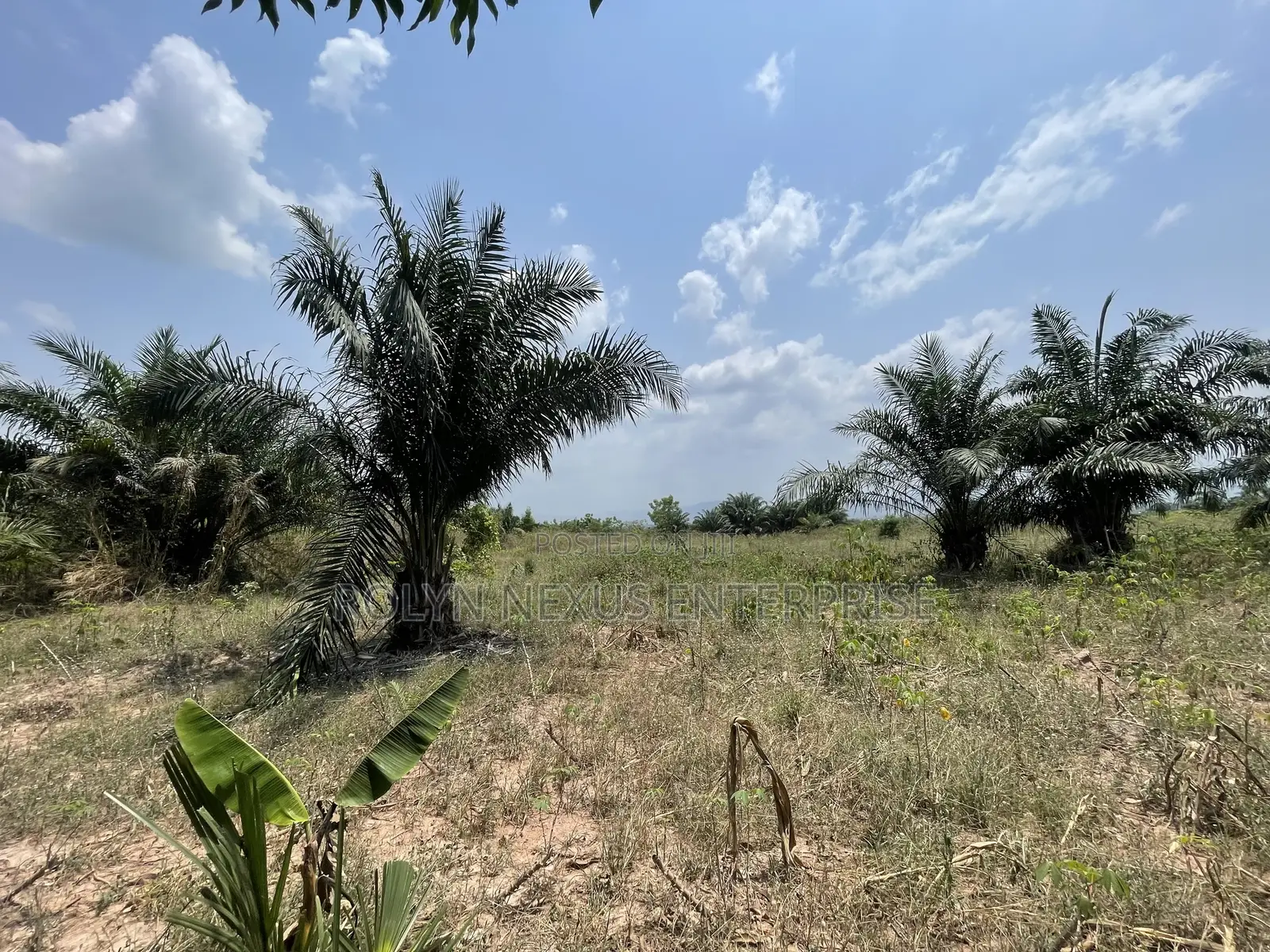 40 Acres of Land With Crops