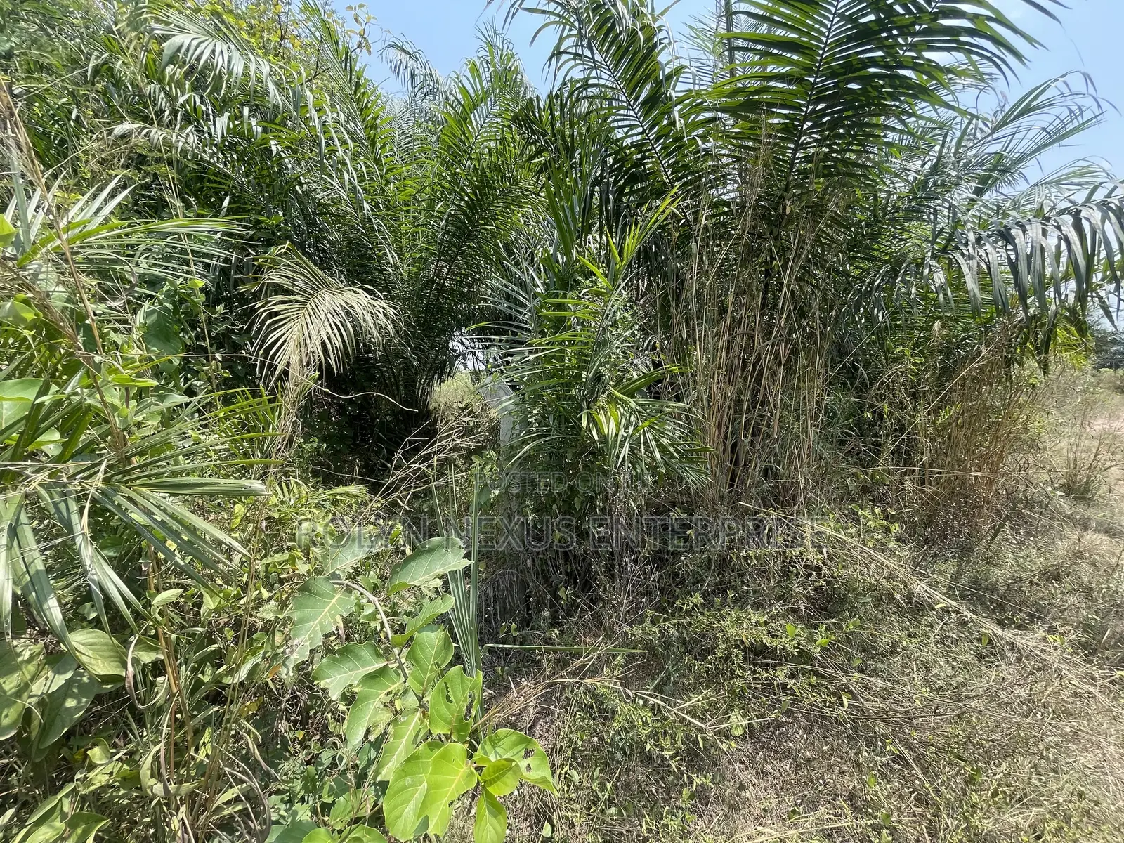 40 Acres of Land With Crops