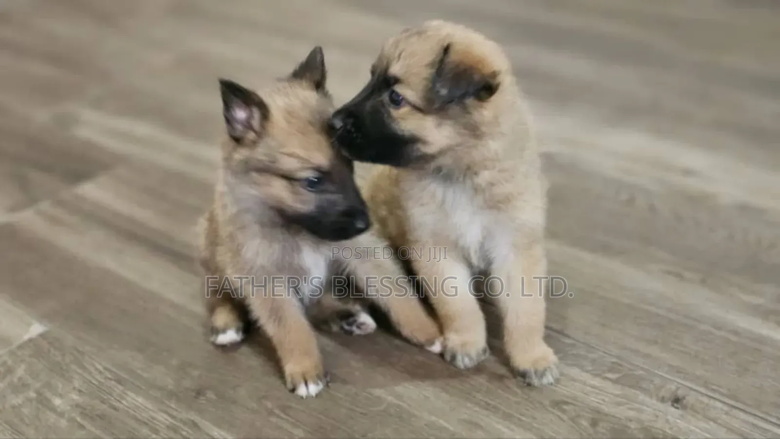 1-3 months Male Mixed Breed Belgian Malinois