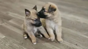 1-3 months Male Mixed Breed Belgian Malinois