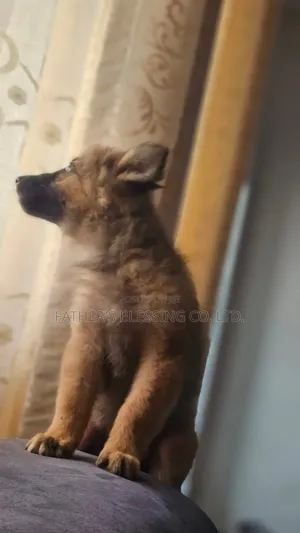 1-3 months Male Mixed Breed Belgian Malinois