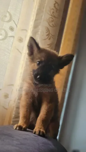 1-3 months Male Mixed Breed Belgian Malinois