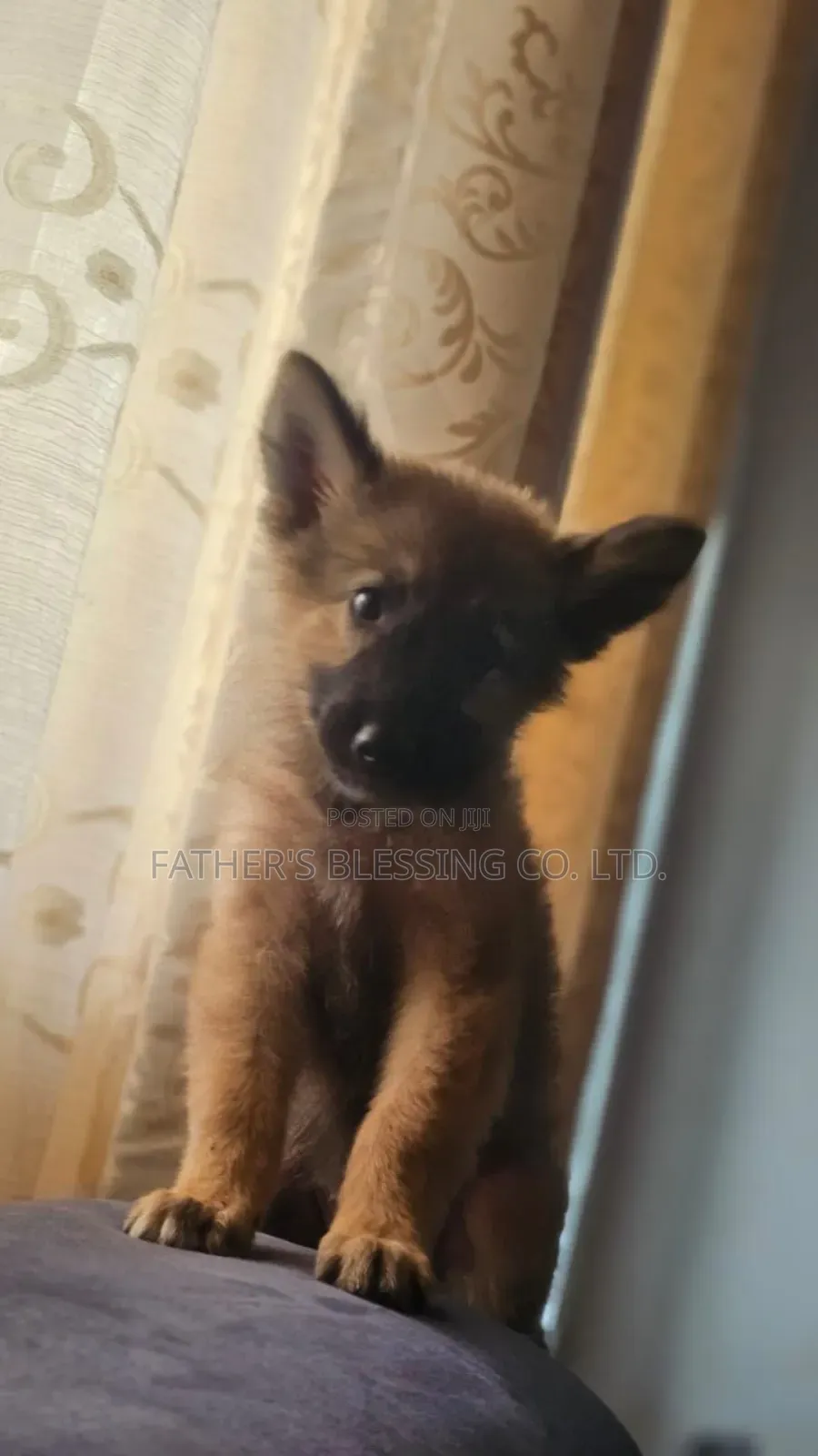 1-3 months Male Mixed Breed Belgian Malinois
